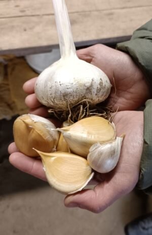AIL ELEPHANT (gousse) - 100 g - 15 € / kg -