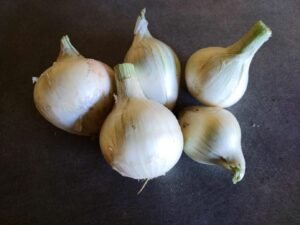 OIGNON blanc - 500 g - 3,50 €/kg -