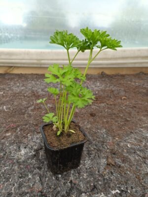 Plant - Persil PLAT