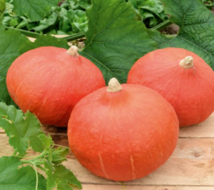 Plant - Potimarron
