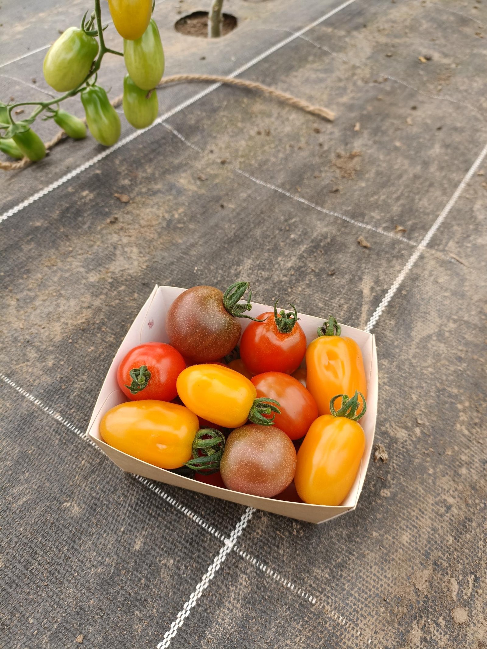 LEGUMES - Tomate cerise -250g -