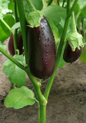 PLANT AUBERGINE