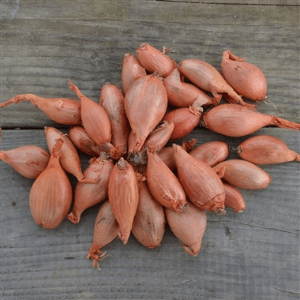 ECHALOTE - 500 g - 5.60 € / kg -