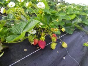 FRAISE - 250 g - 14 €/kg - selon la météo -
