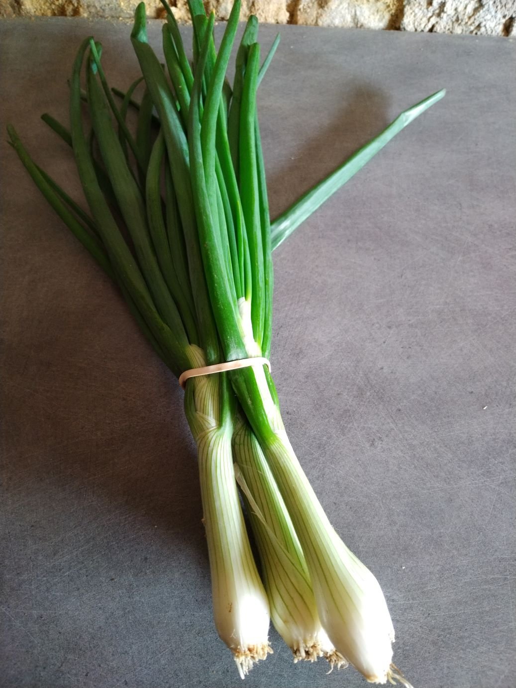 LEGUME - Oignon blanc - botte