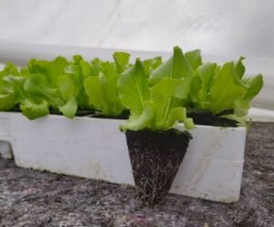 PLANT SALADE FEUILLE DE CHENE ROUGE - quantité 6 - les variétés sont les mêmes que celles qu'il plante à la ferme ,elles seront disponibles en alternance, selon son planning de plantation.