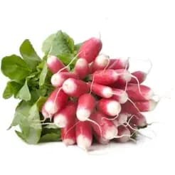 RADIS rose - botte -