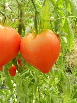 PLANT TOMATE cœur de bœuf