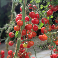 PLANT TOMATE cerise rouge